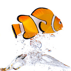 nemobubbles