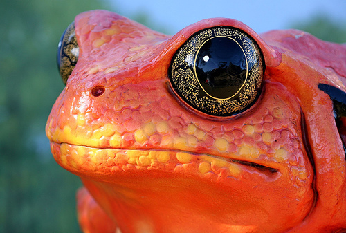 Toad (by Thomas Hawk)
