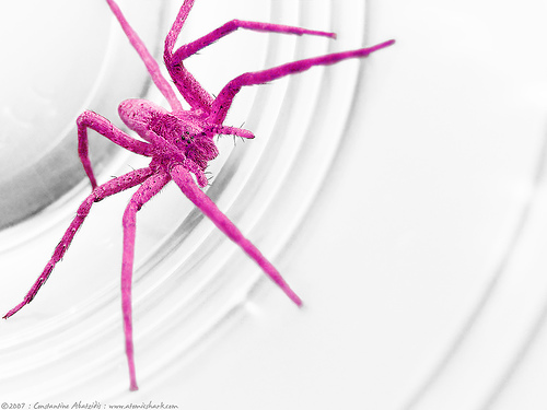pink spider