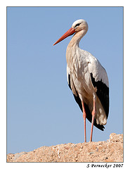 Cigogne (by Easy très Rider)